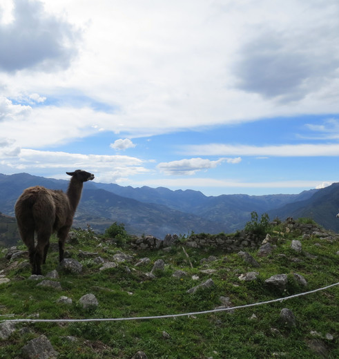 Lama's op de bergen in Peru