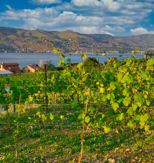Wijngaarden en uitzicht over Lake Chelan, USA