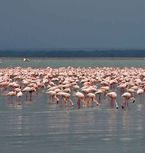 Lake-Nakuru-Flamingo