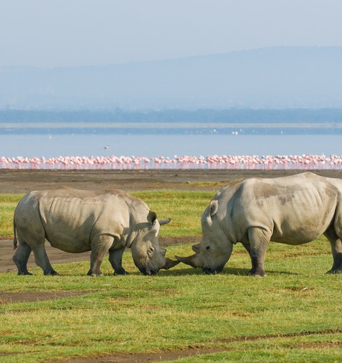 Neushoorns bij Lake Nakuru, Kenia