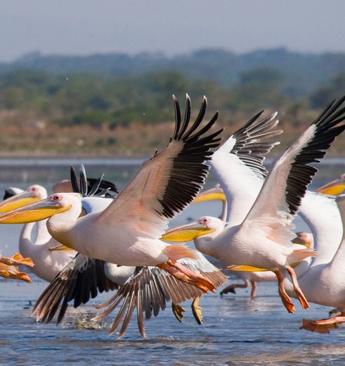Vogels bij Lake Nakuru, Kenia