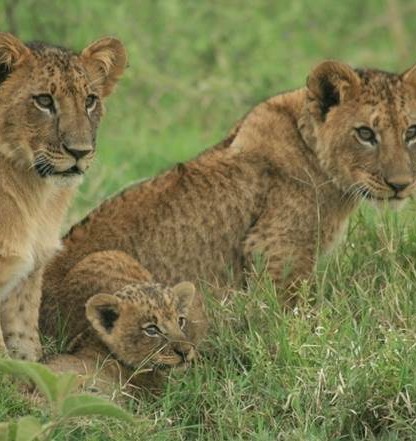 Leeuwen welpen bij Lake Nakuru