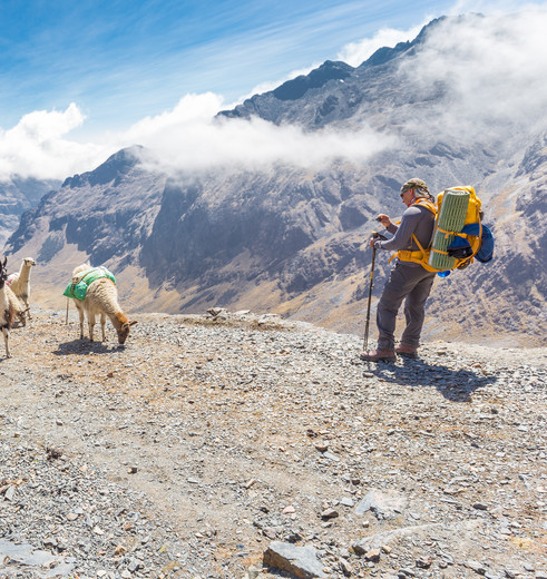 Lama's tijdens de El Choro trekking - Bolivia
