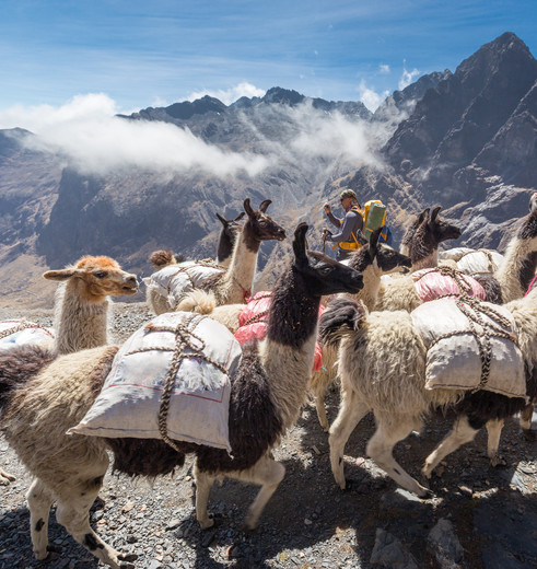 Lamas-El-Choro-Trekking-Bolivia