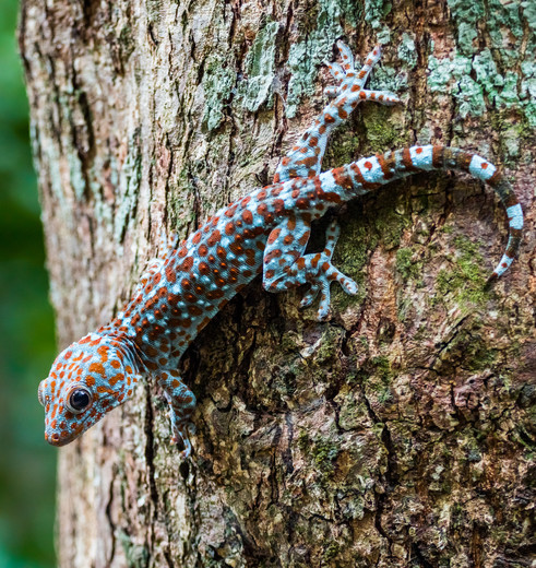 Langkawi-Tokaygecko(8)