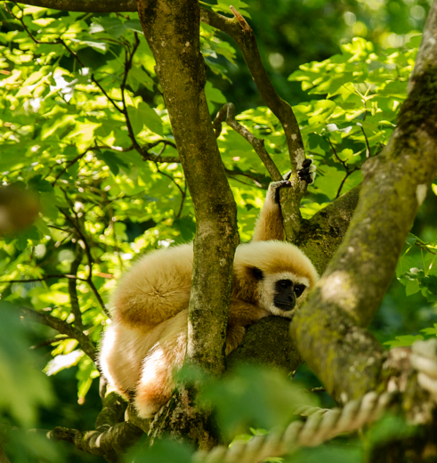 Gibbon