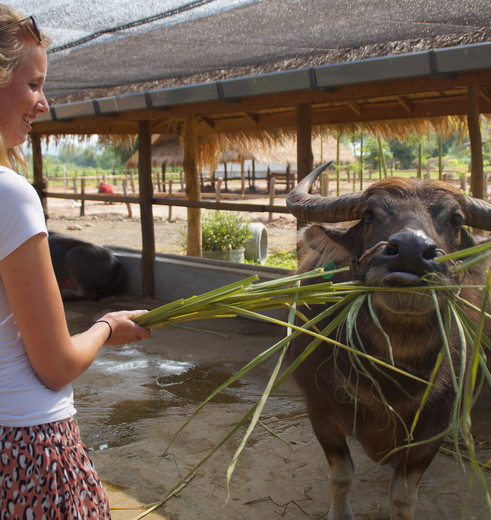 Laos-Luang-prabang-buffalo-farm_2_404167