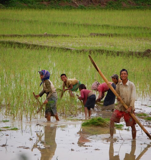 Laos-VangVieng-Rijstveld-Werken(2)