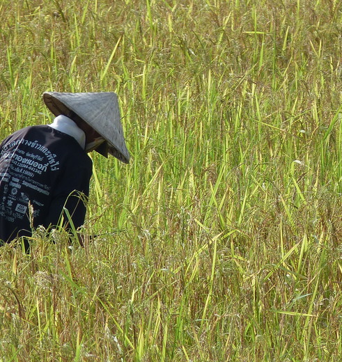 Tijdens deze experience zult u de lokale bevolking helpen met rijst plukken!