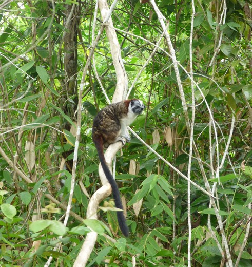 Spot ook apen tussen het groen in Panama
