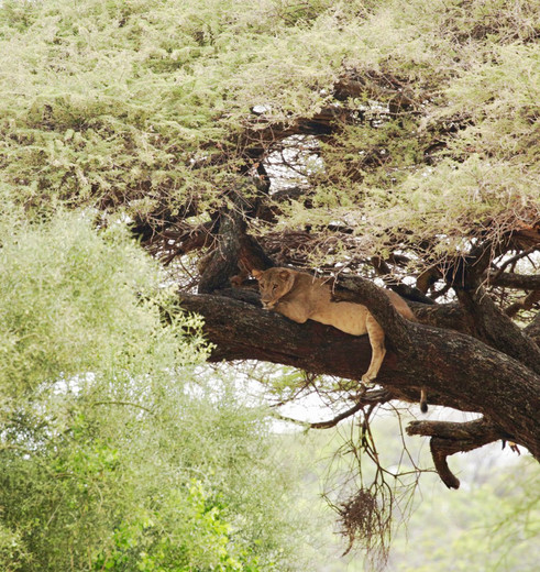 Boomklimmende leeuwen bij Lake Manyara