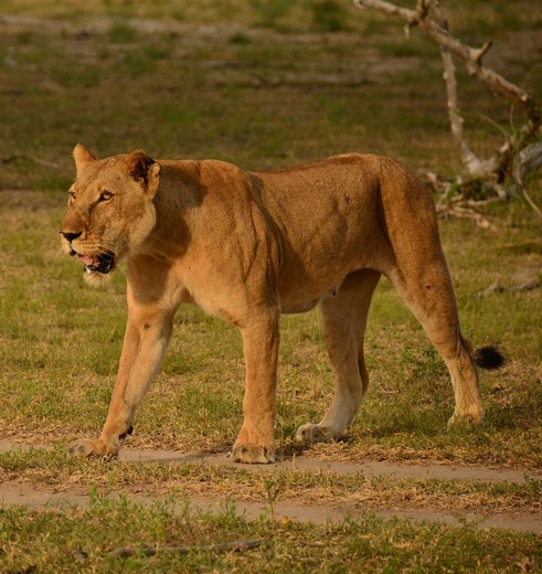 leeuwen spotten in Nyerere National Park, Tanzania leeuwen spotten in Nyerere National Park, Tanzania