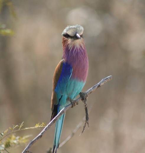 Veel vogels te vinden in het Kruger National Park