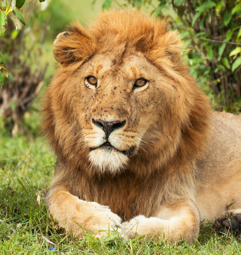 Spot een wilde leeuw in het Masai Mara National Park, Kenia