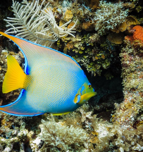 Kleurrijke tropische vis voor de kust van Little Corn, Nicaragua