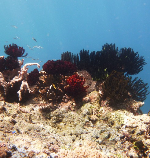 Lombok-GiliTrawangan-onderwater3(8)