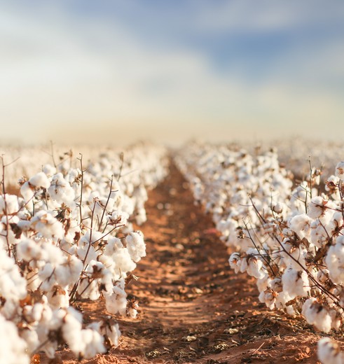 Katoenvelden rond Lubbock, Texas, USA