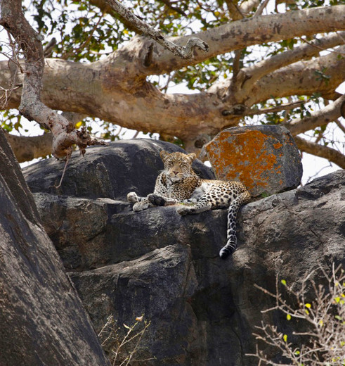 luipaard in Serengeti, Tanzania