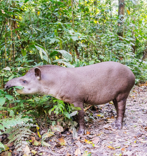 Pekari in Madidi National Park, Bolivia