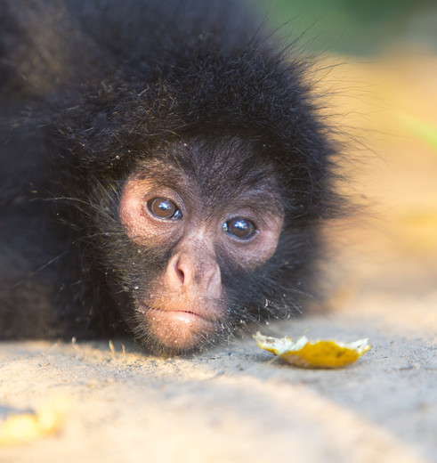 Aapje in Madidi National Park, Bolivia