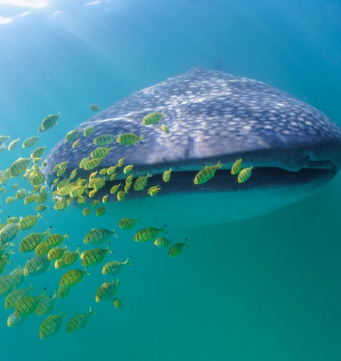 De onderwaterwereld bij Mafia Island, Tanzania