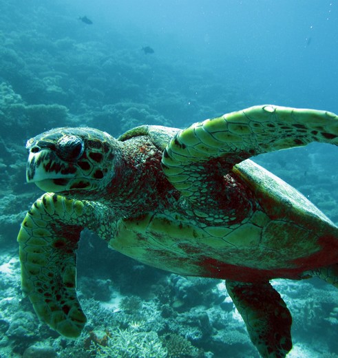 Malediven-onderwaterwereld-schildpad_1_374815