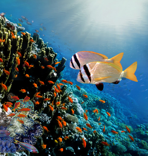 Exotische onderwaterwereld van Addu