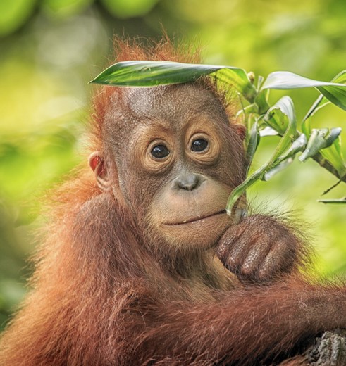 Baby orang-oetan in Semenggoh