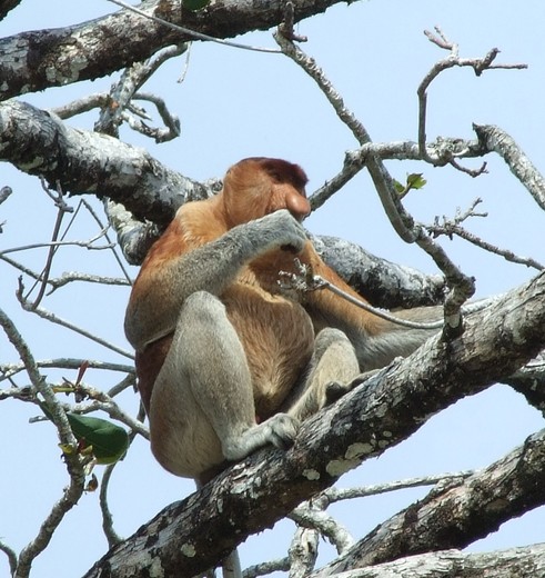 Maleisie-Borneo-Sarawak-BakoNP-neusaap(8)