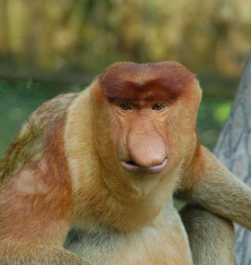 Eén van de neusapen in Sukau National Park op Borneo, Maleisie