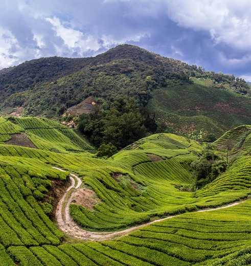 Maleisie-Cameron-Highlands-View_2_380217