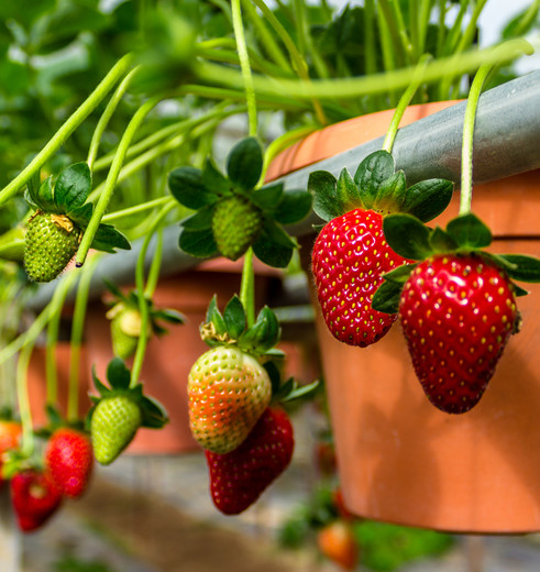 Aardbeien op de plantages in de Cameron Highlands