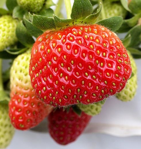 Aardbeien op de plantage in de Cameron Highlands