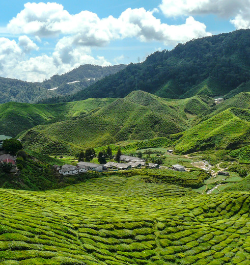 Uitzicht over de theeplantages in de Cameron Highlands