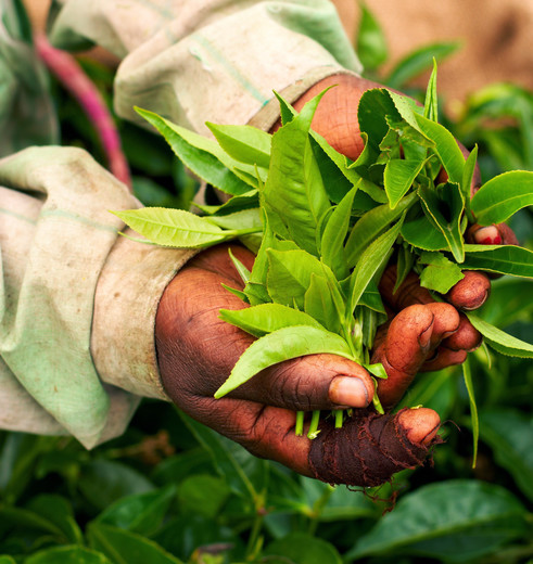 De beste theebladen plukken in de Cameron Highlands, Maleisië