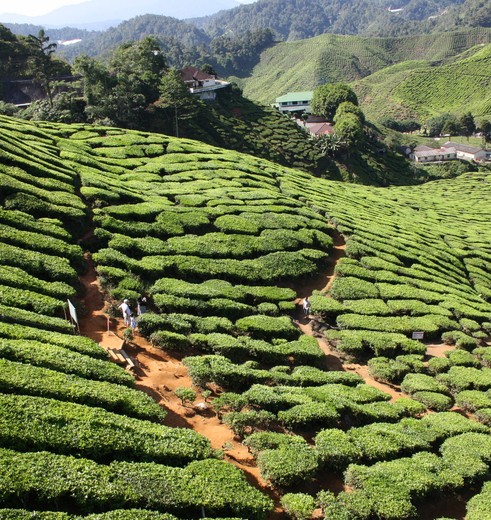Maleisie-CameronHighlands-theevelden_2