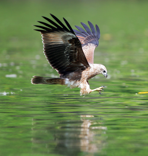 Maleisie-Langkawi-Kuahjettyeagle11_2_183493