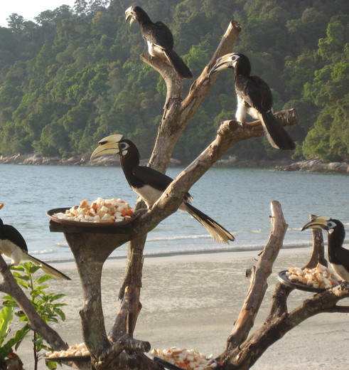 Maleisie-Pangkor-Laut-neushoornvogels