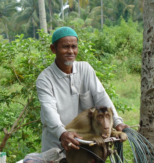 Local met aap op zijn fiets in Penang