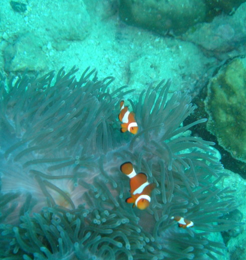 Maleisie-Perhentian-onderwater-1