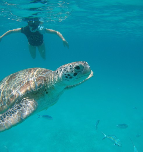 Zwemmen met schildpadden Perhentian