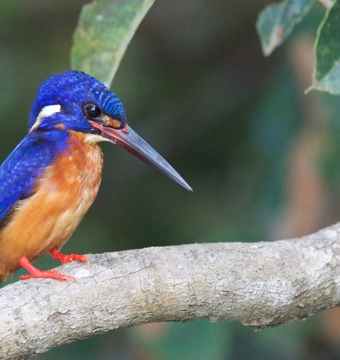 Maleisie-Sabah-Sukau-NP-ijsvogel-van-roey_1_488001