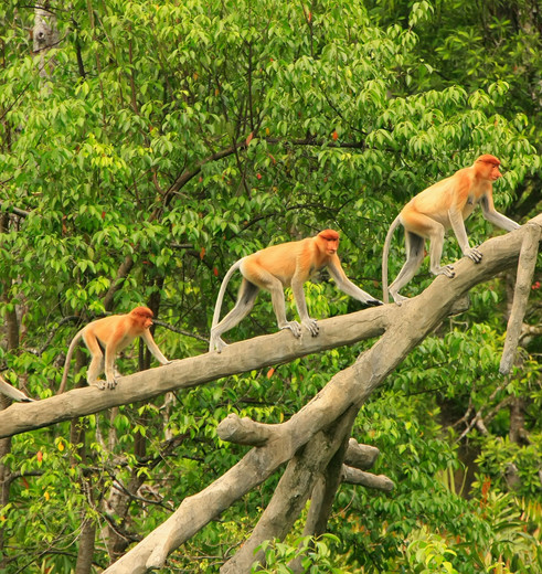 Maleisie Sabah Sakau neusapen