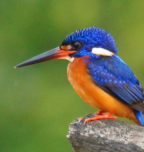 Ijsvogel in het Sukau National Park op Sabah