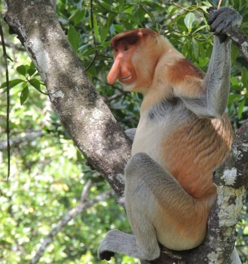 Nieuwsgierige neusaap in het Sukau NP, Sabah, Maleisisch Borneo