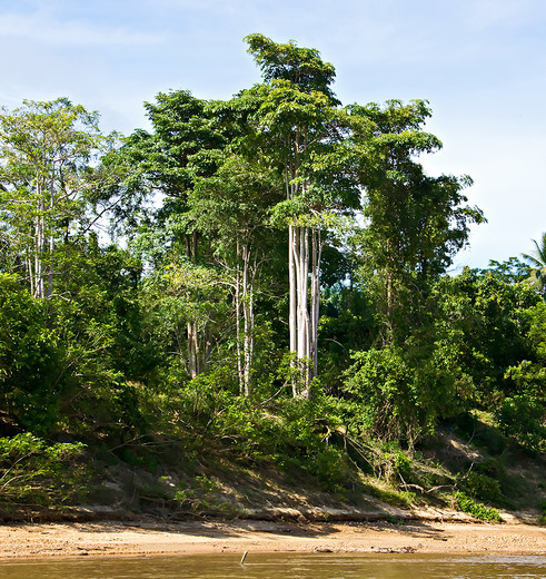 Maleisie-TamanNegara-jungle_2