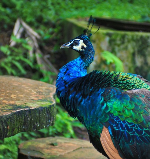Maleisie-WestMaleisie-KualaLumpur-vogelpark21_2 Maleisie-WestMaleisie-KualaLumpur-vogelpark21_2