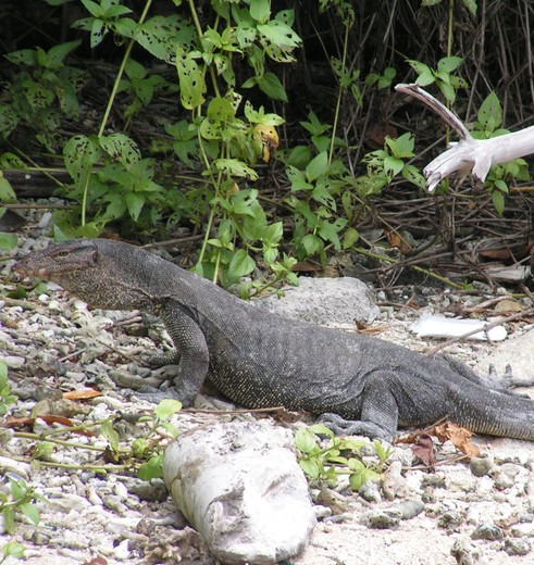 Maleisie-WestMaleisie-PulauPerhentian-reptiel(8)