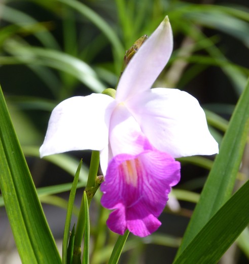 Maleisie-WestMaleisie-Sabah-KotaKinabalu-bloem(8)