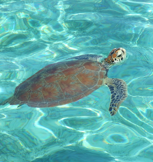 Zie schildpadden in het water bij Lankayan, Sabah